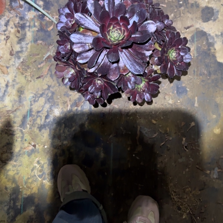 一单包邮不包侧枝45