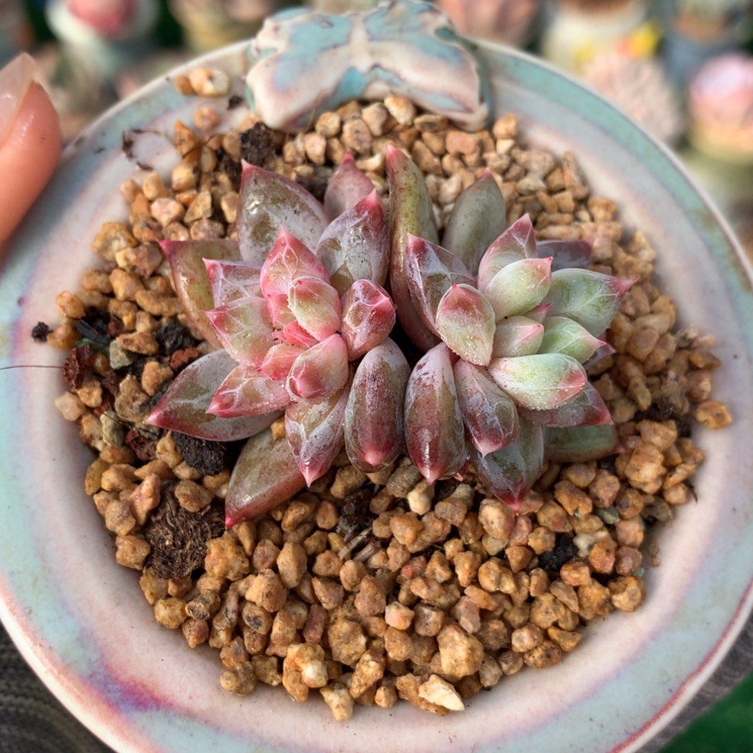 带盆    胭脂盏           