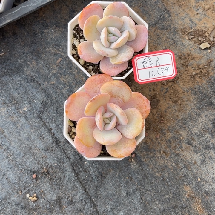 皓***月韩版奶茶七方盆，，，，，