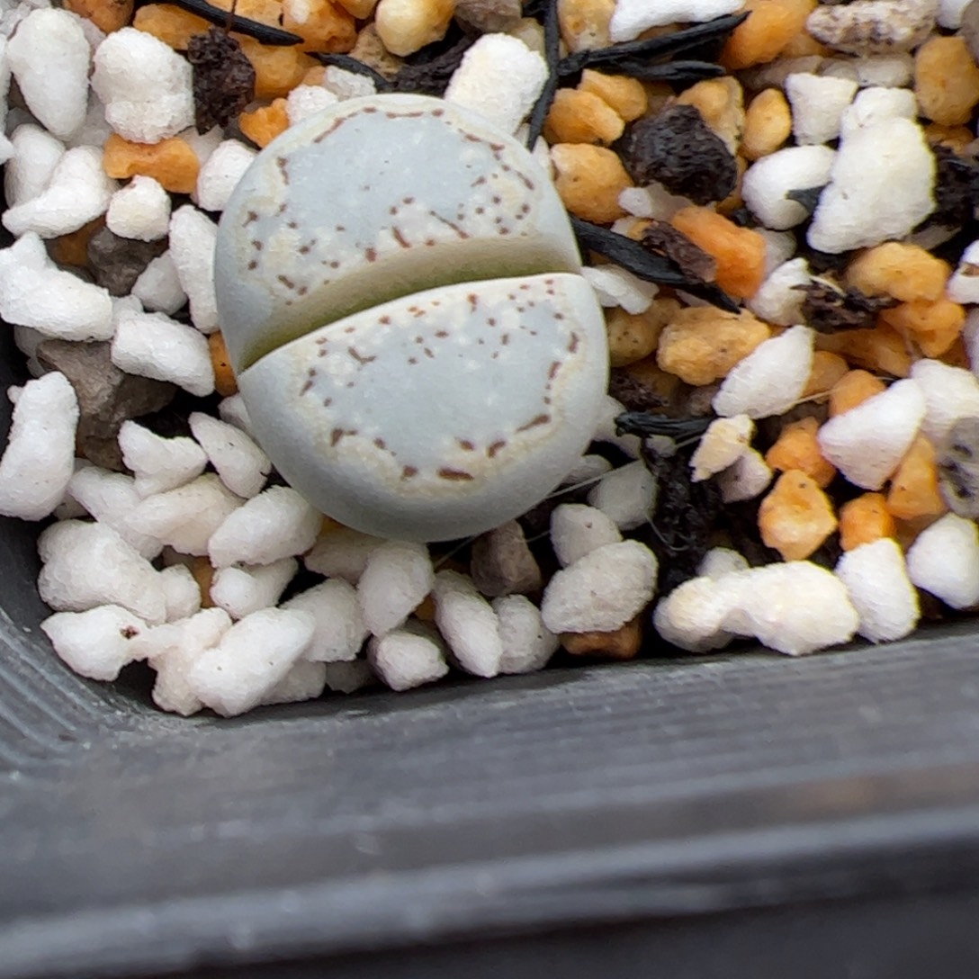 0277号饼干 多肉植物