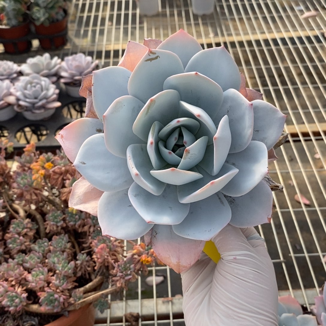 222白莲单头一物一拍