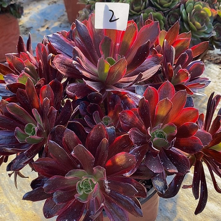 2号梦娜丽莎多肉22.8