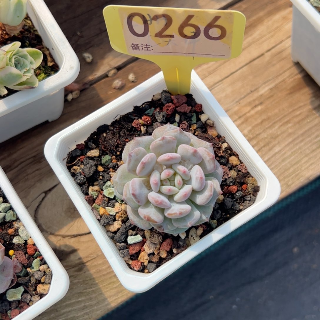 星星雪多肉植物多肉