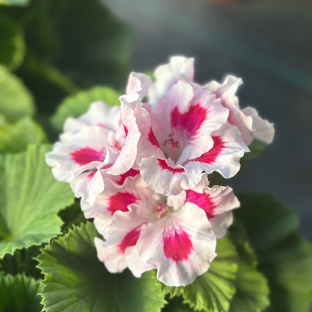 教皇盆栽蝴蝶梅天竺葵大花天好养包