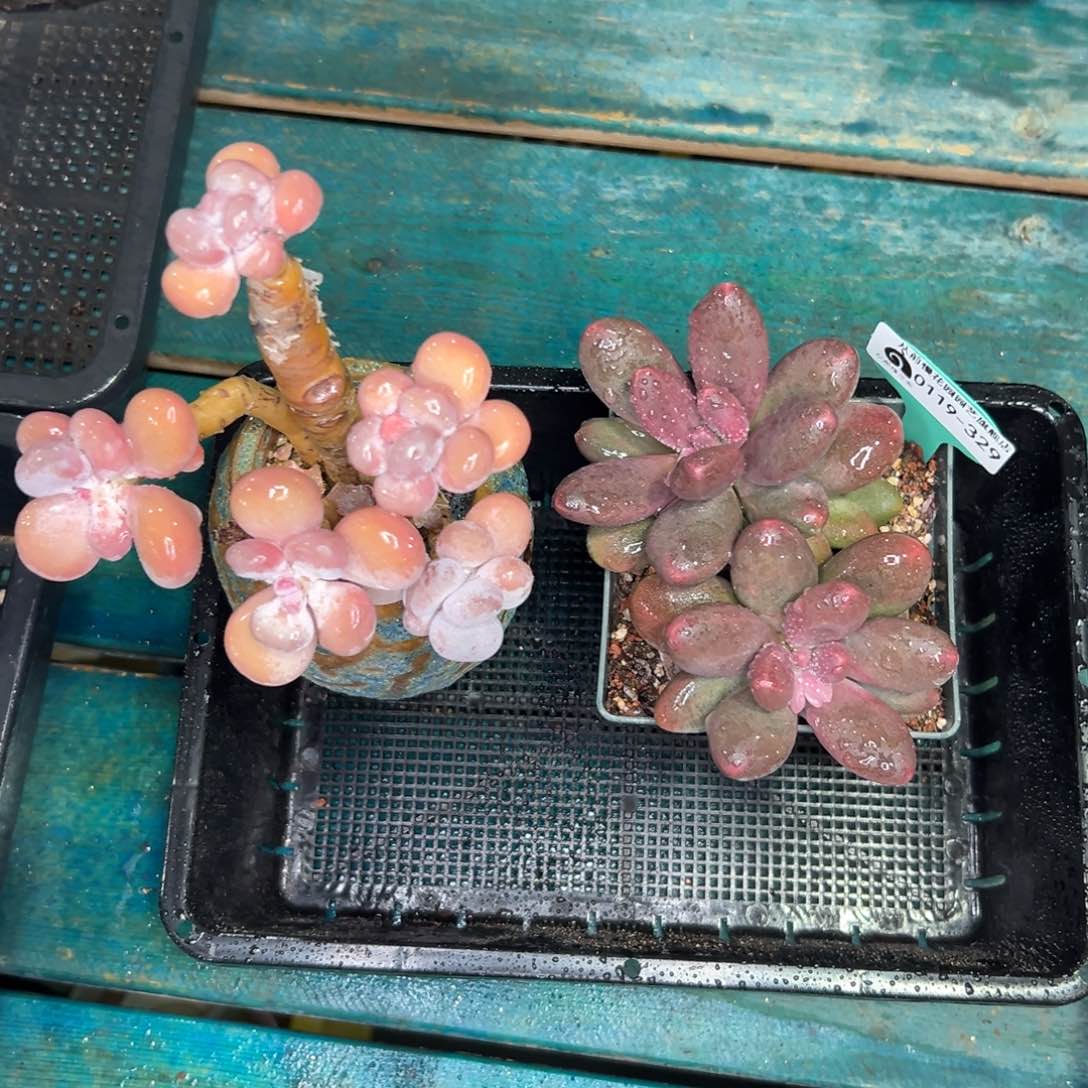 多肉一物一拍0120-329