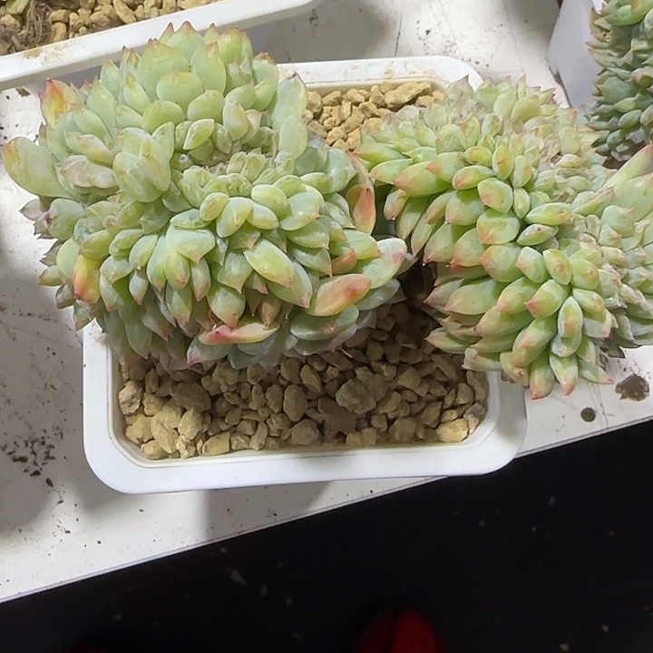 青蛙王子儿童牙膏套装11