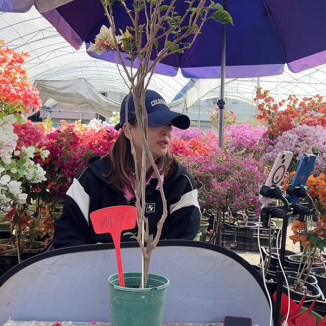 随***遇大部分花苞少量开放M17浅彩虹