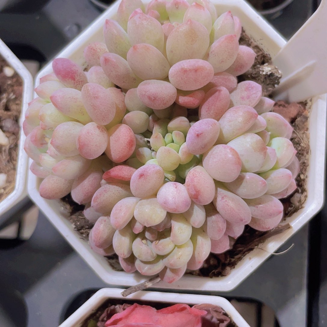 萌豆e073一物一拍