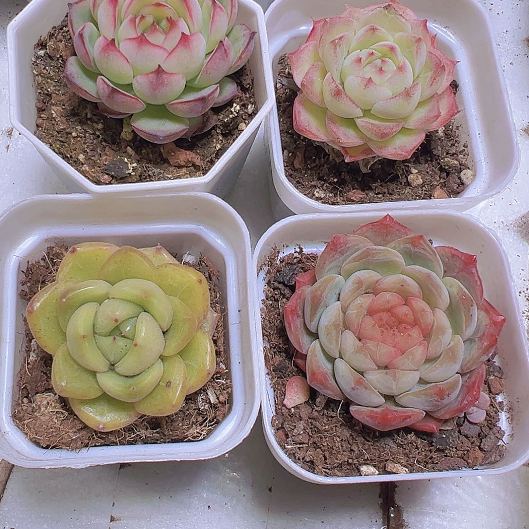 158碧玉组合4盆19包邮