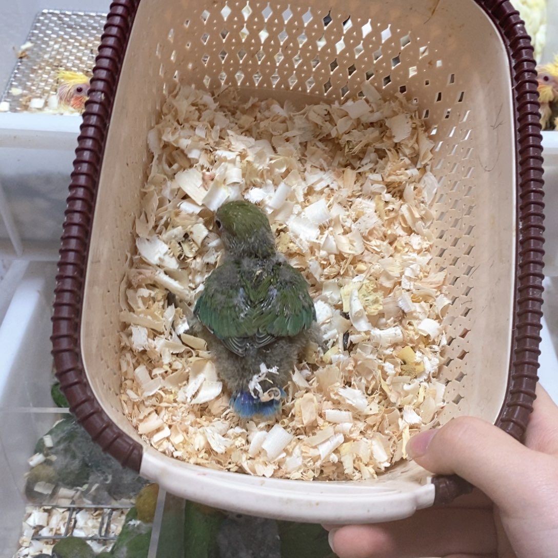 桃脸牡丹鹦鹉绿桃半毛牡丹