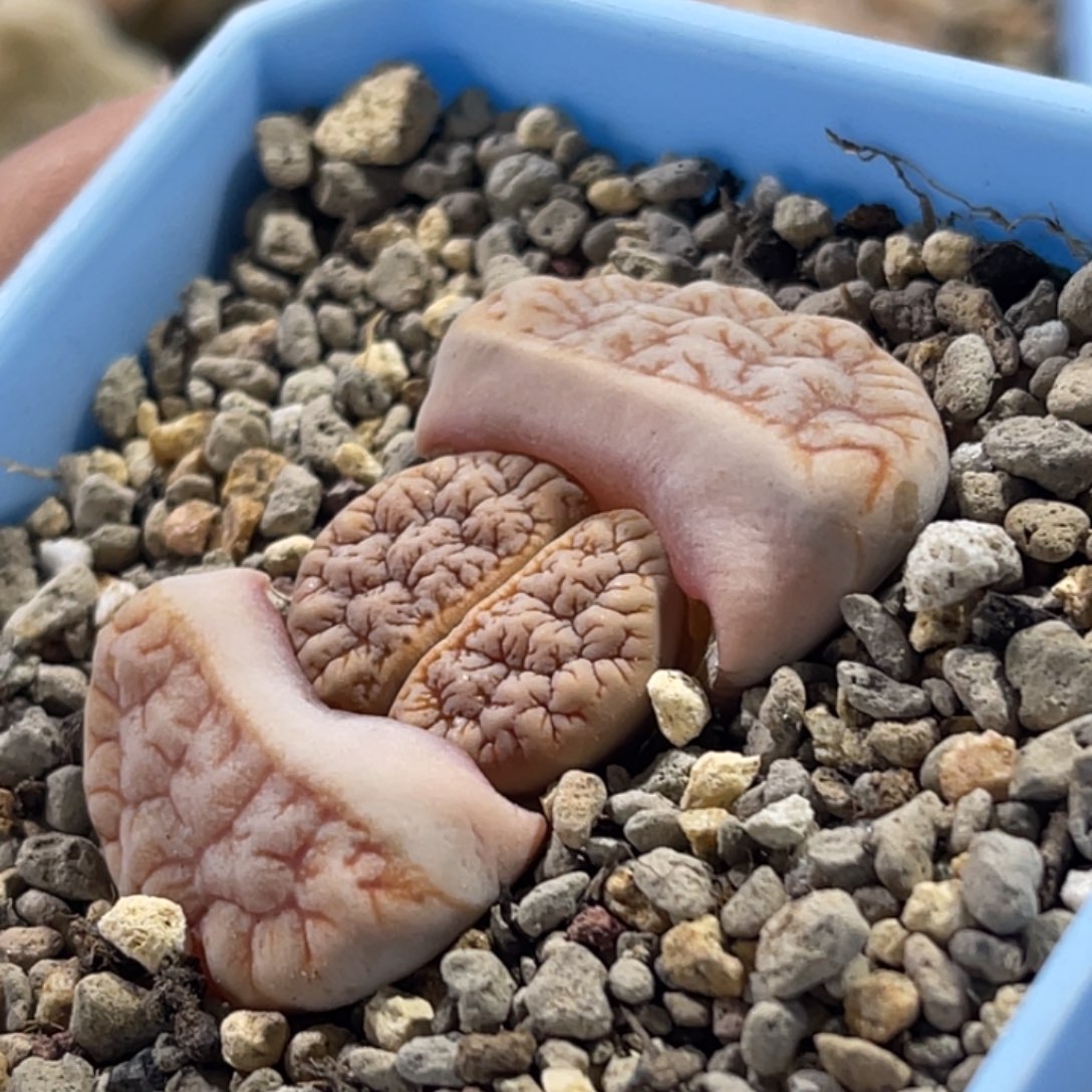 7558拿铁189凹凸睫毛