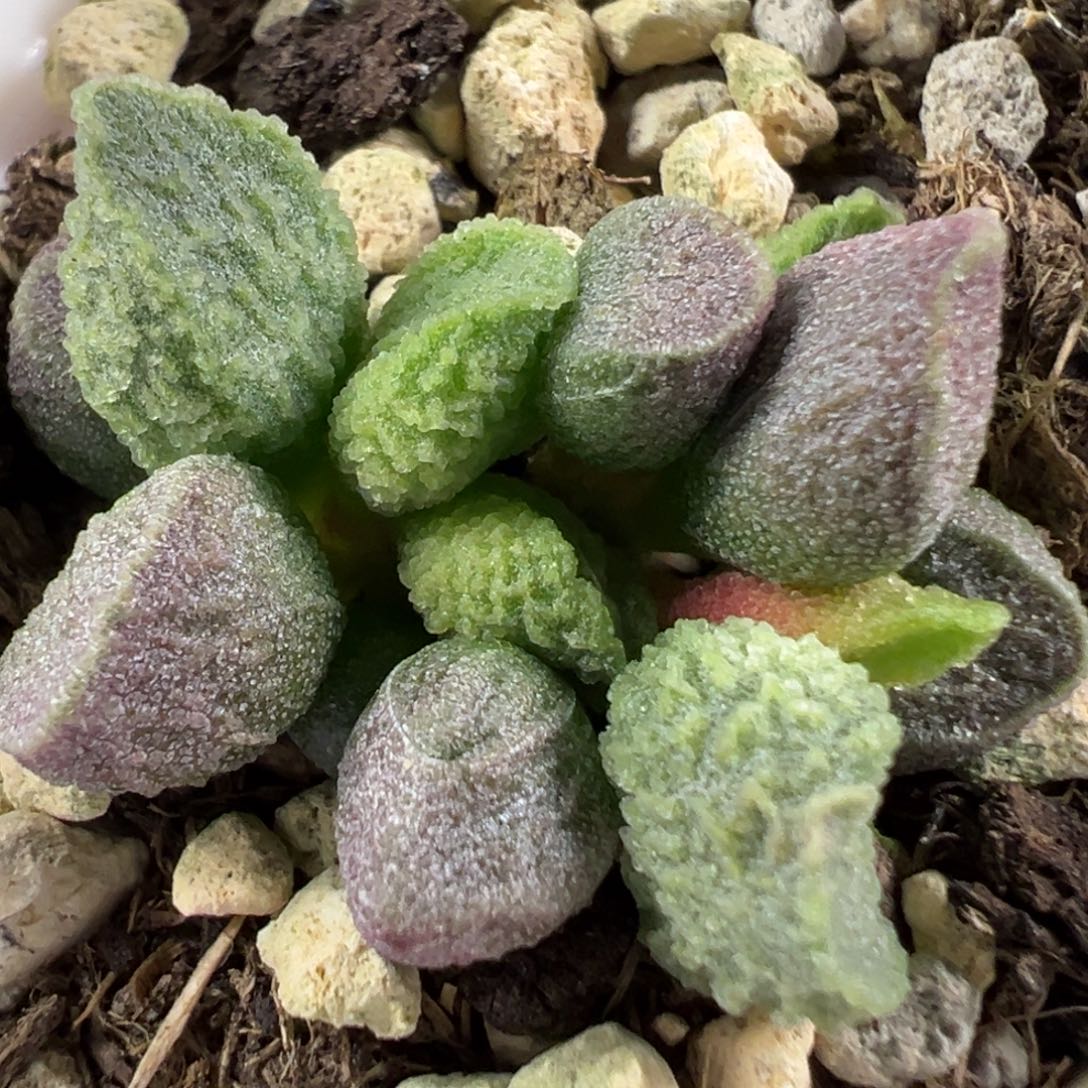 w冰晶颗粒款实生新品