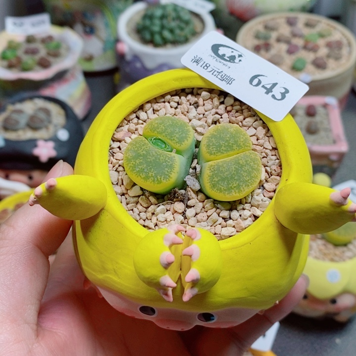 雨***點生石花花花花花花花643
