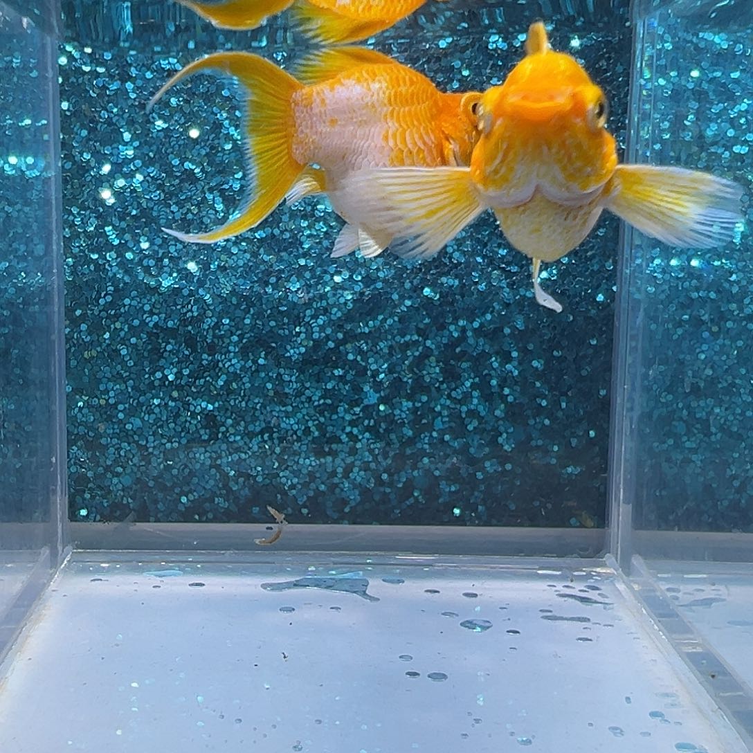 孔雀鱼黄金玛丽一对0040