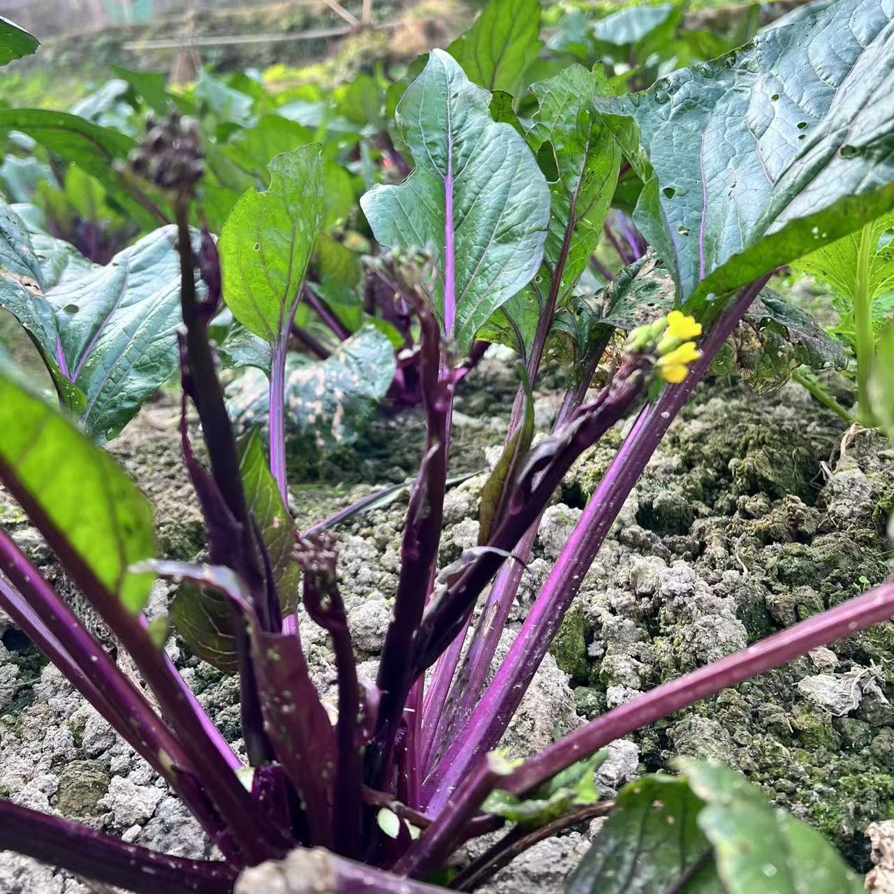 农场果蔬。  专选