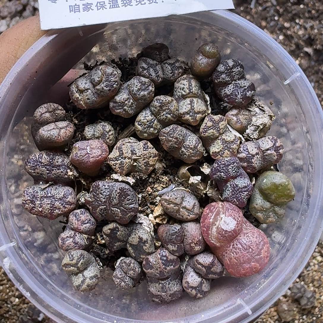 1716 哈哈哈哈哈哈哈哈哈哈