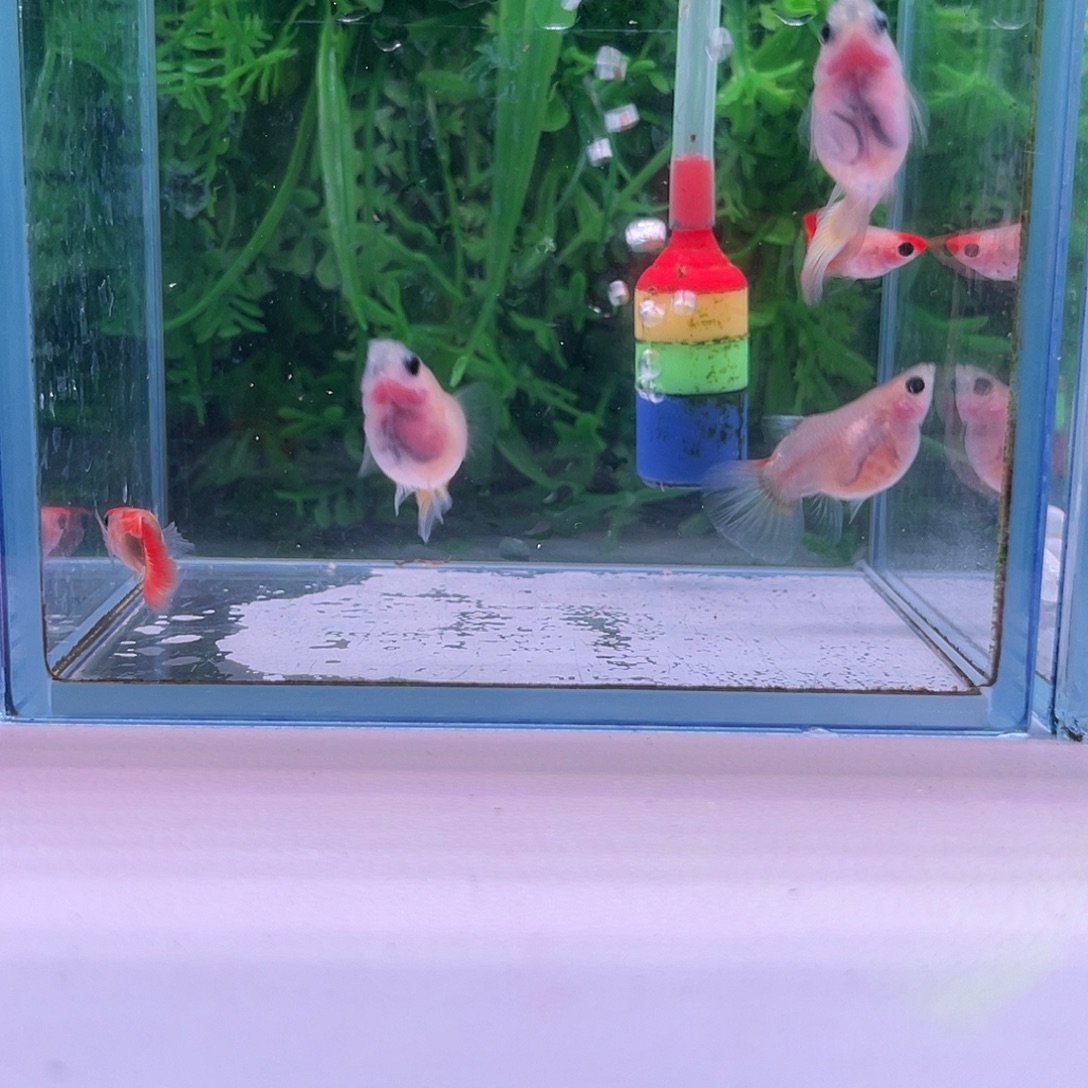 黑玛丽鱼炫彩皇冠3对