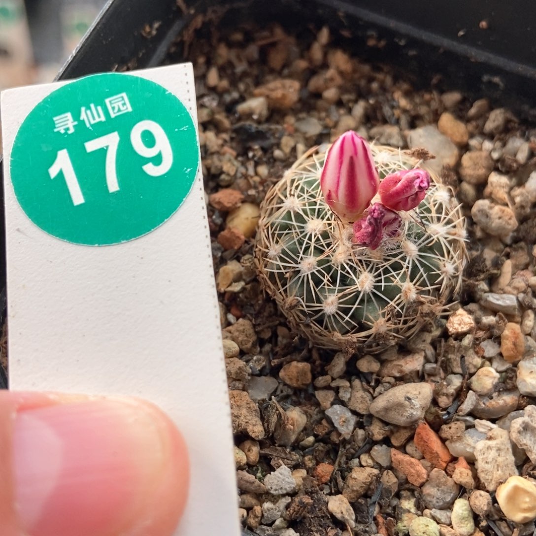 实生内里莎娇丽2.3cm