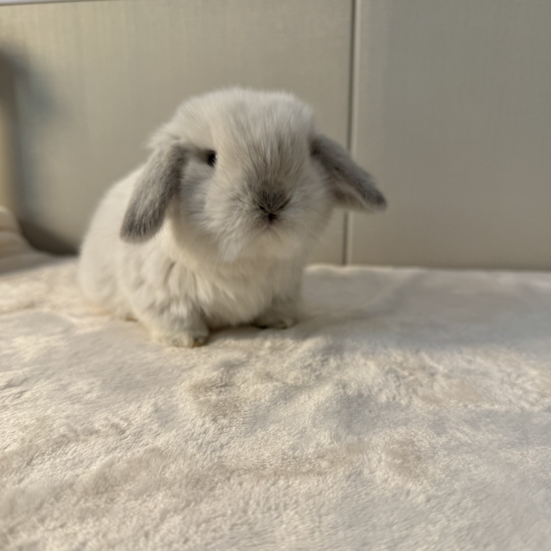 宠物兔活物家养长不大侏儒兔猫猫兔垂耳兔子活体小型包邮直播间选