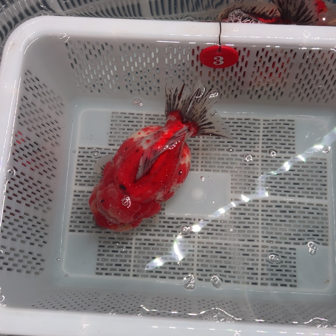 缘***默海水鱼包邮时也可以在其发行