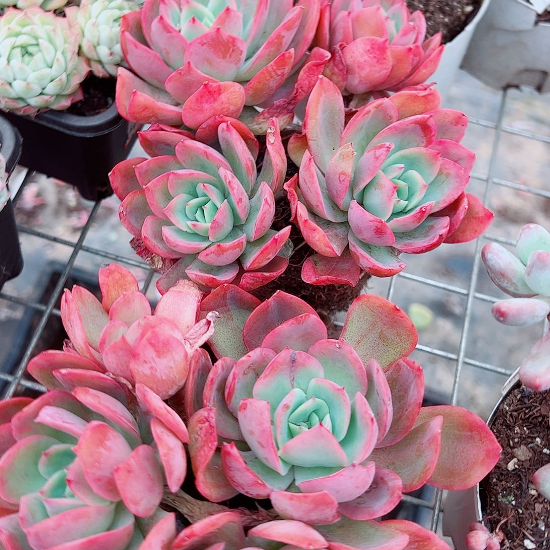 绮罗仙子多头造型精品二盆