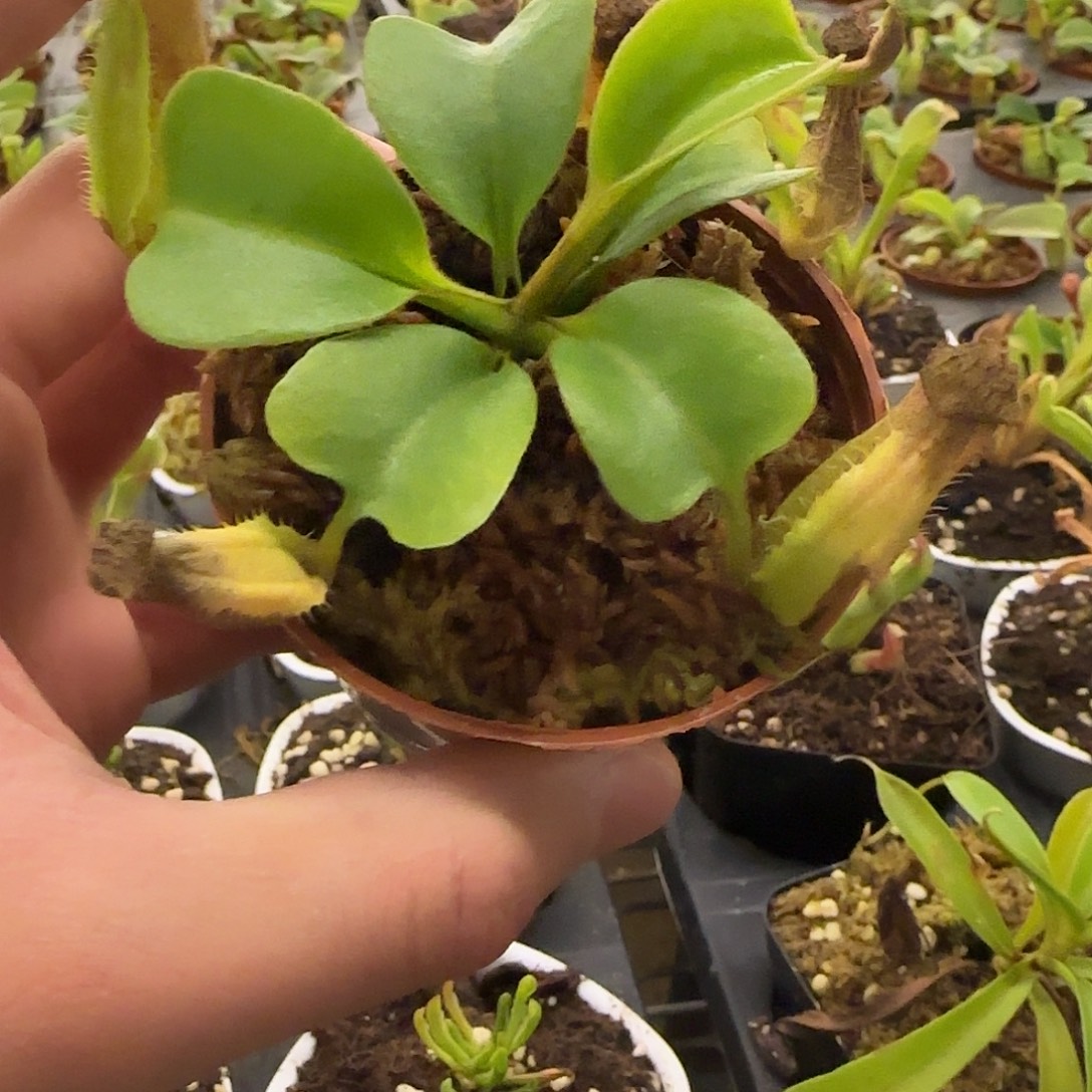 无花朵专拍云雾猪笼草