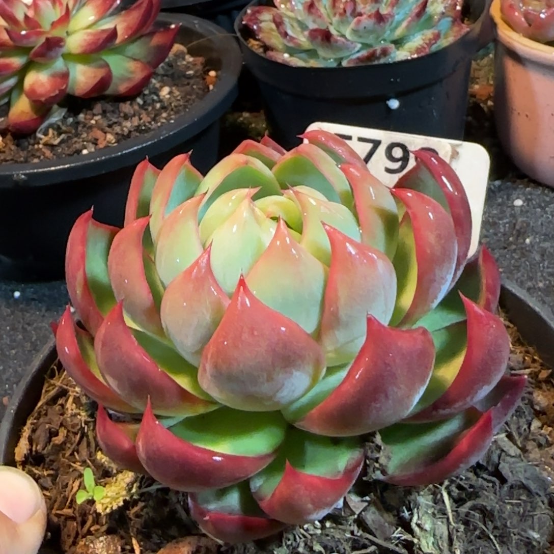 火焰惊鸿一物一拍包装收缩花旱799