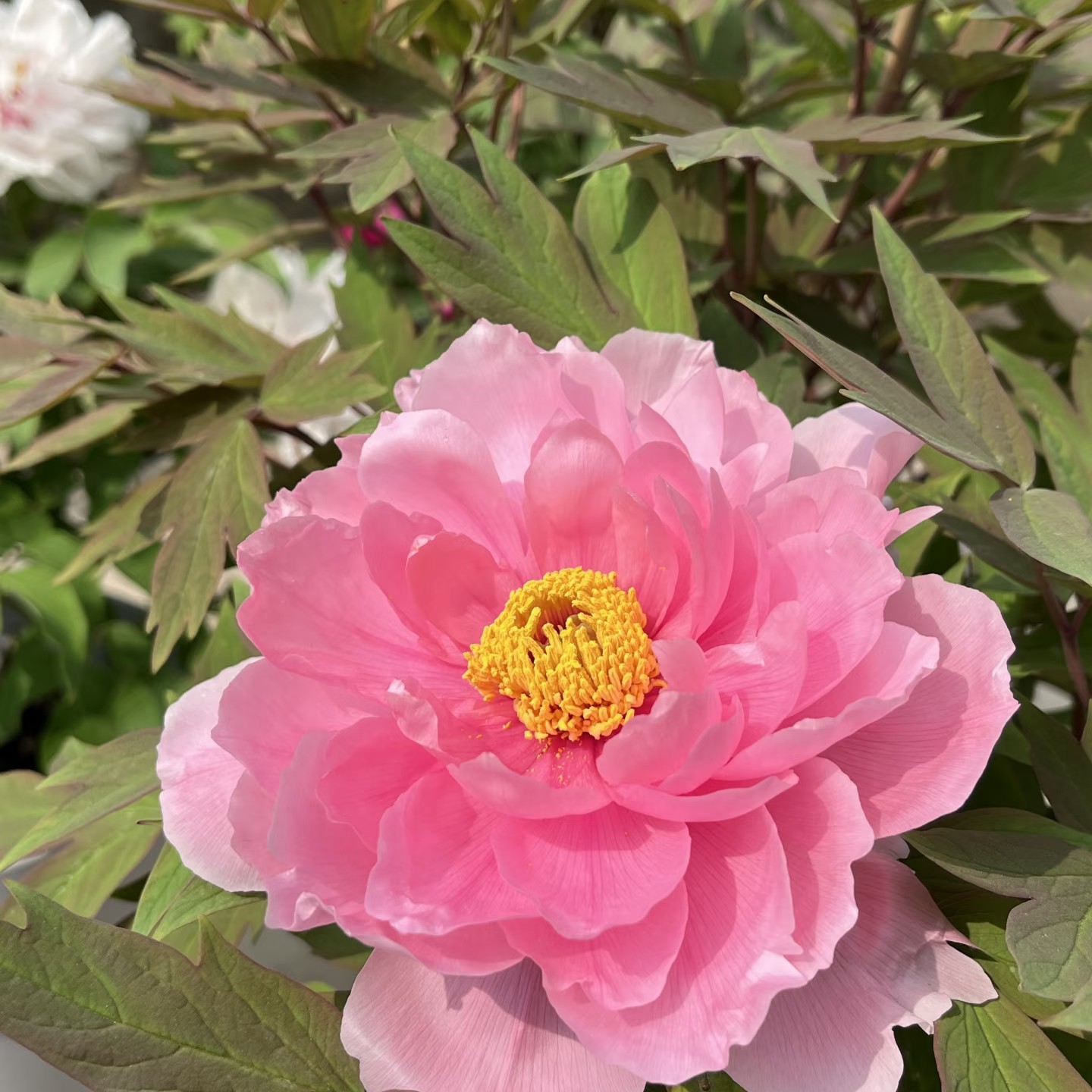 【八千代椿】正宗观赏牡丹花苗山东菏泽秋天裸根发货粉色系日系