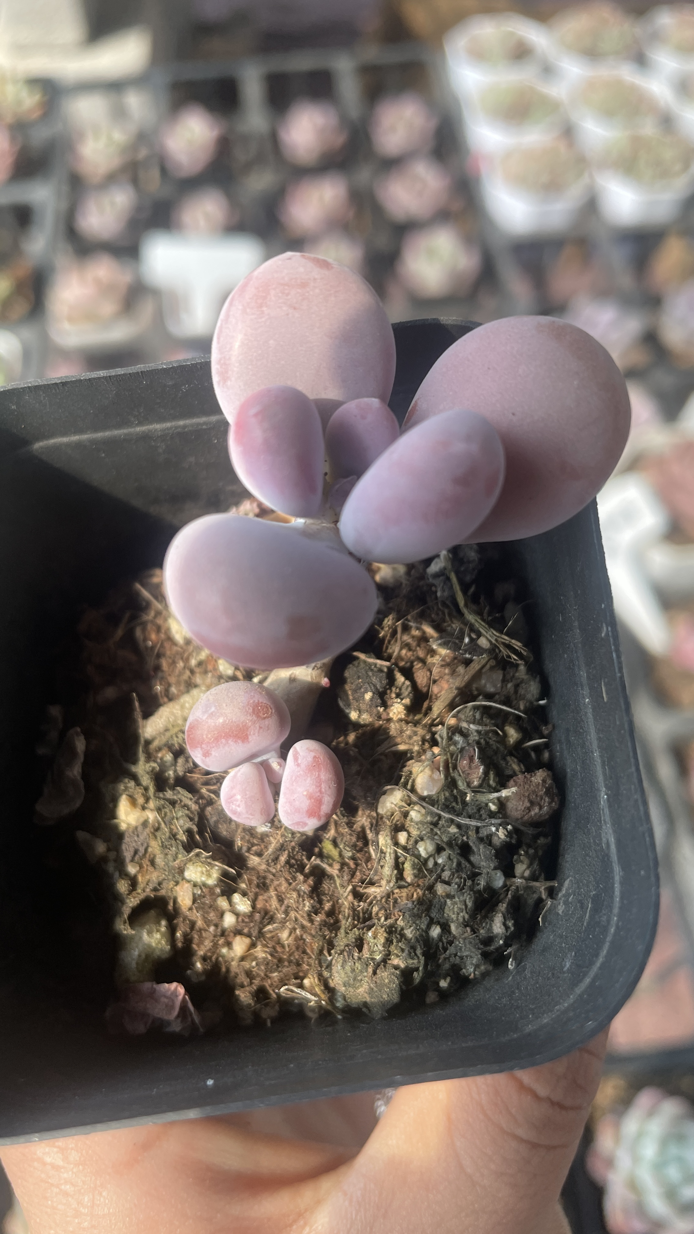 精品桃蛋多肉植物