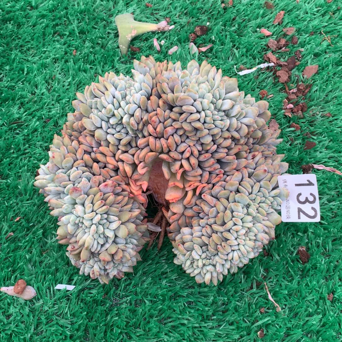 132橙子缀多肉植物