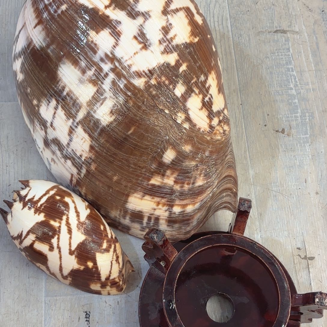 A***梦天然海螺标本福利