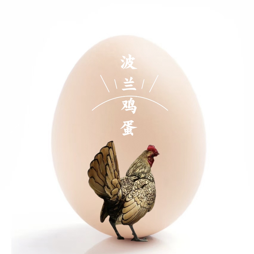 新鲜蛋波兰鸡蛋早上刚下现捡蛋可孵化好吃的有营养