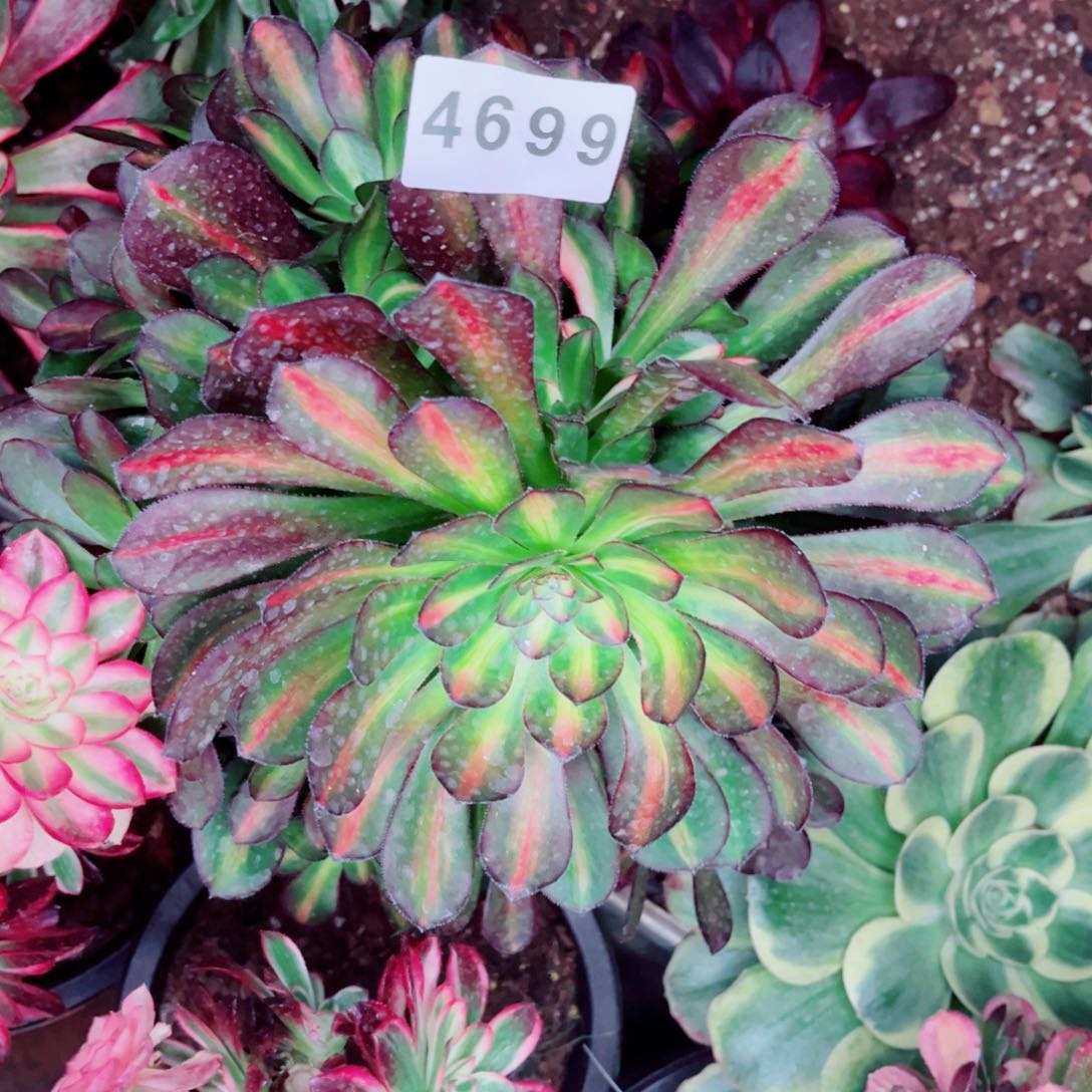 国***?花蝴蝶不售后多肉发货