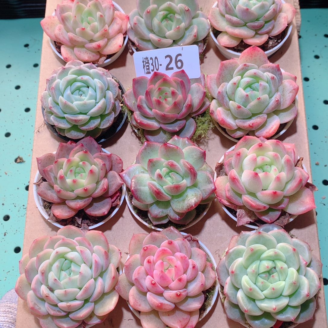 30-26一物一拍多肉带盆18颗