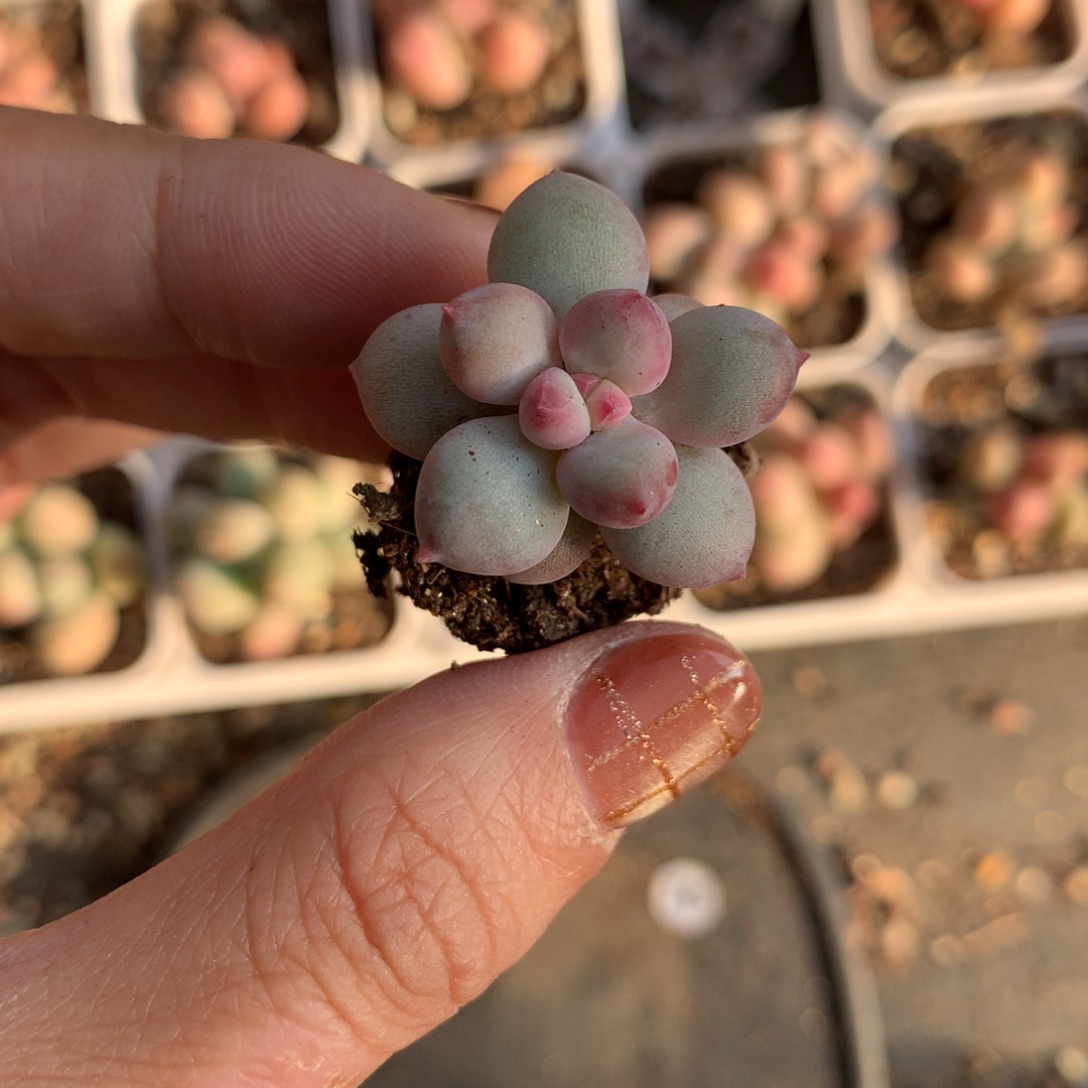 奶团嚯哈哈哈哈哈