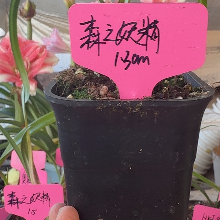 无花朵森之妖精朱顶红直径1.3