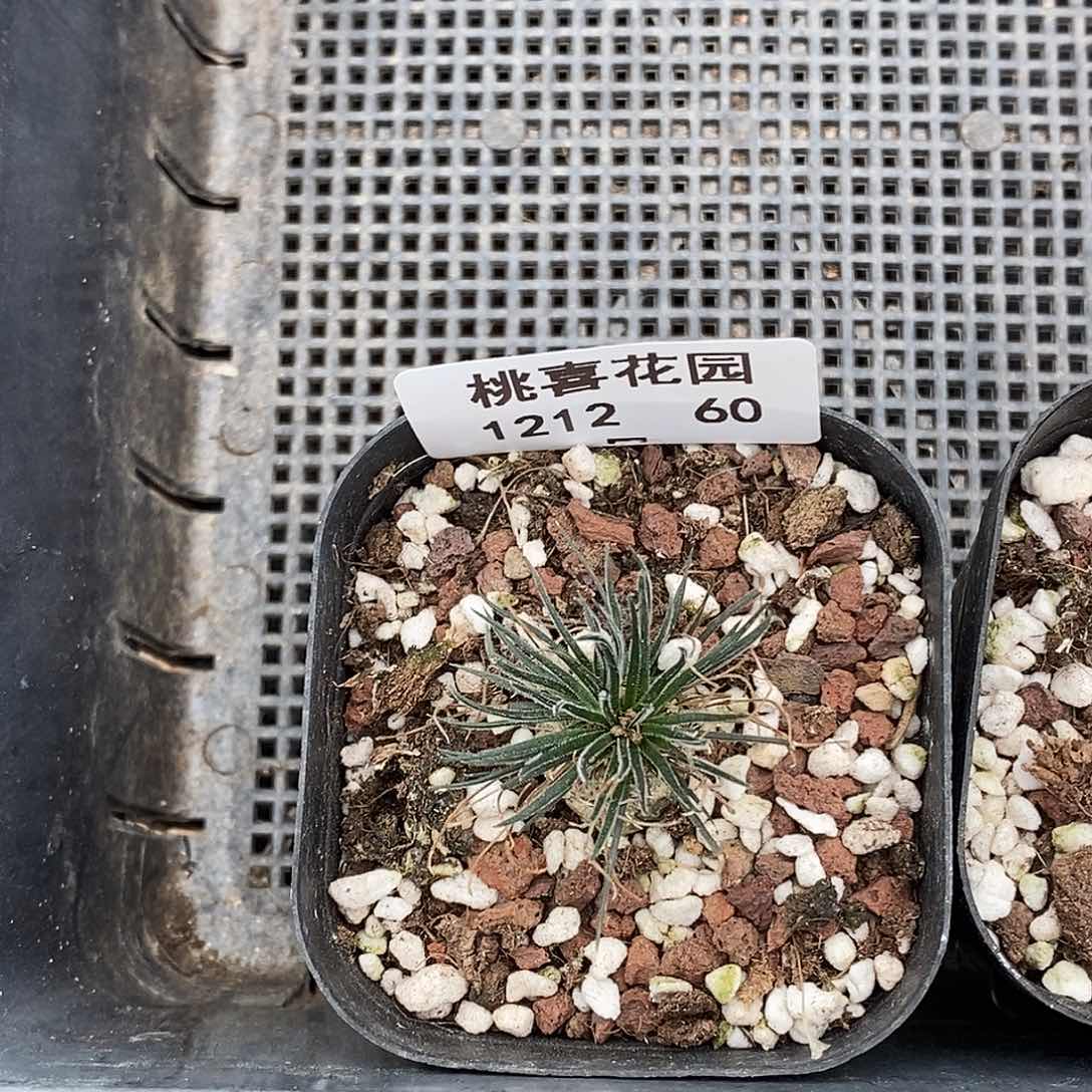 嘟***茶1212-60-葱。    