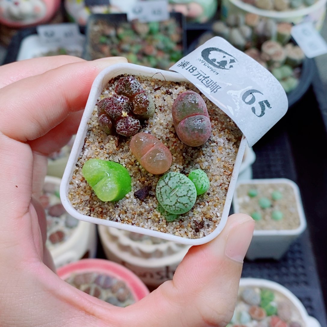 生石花花花花花花花花65