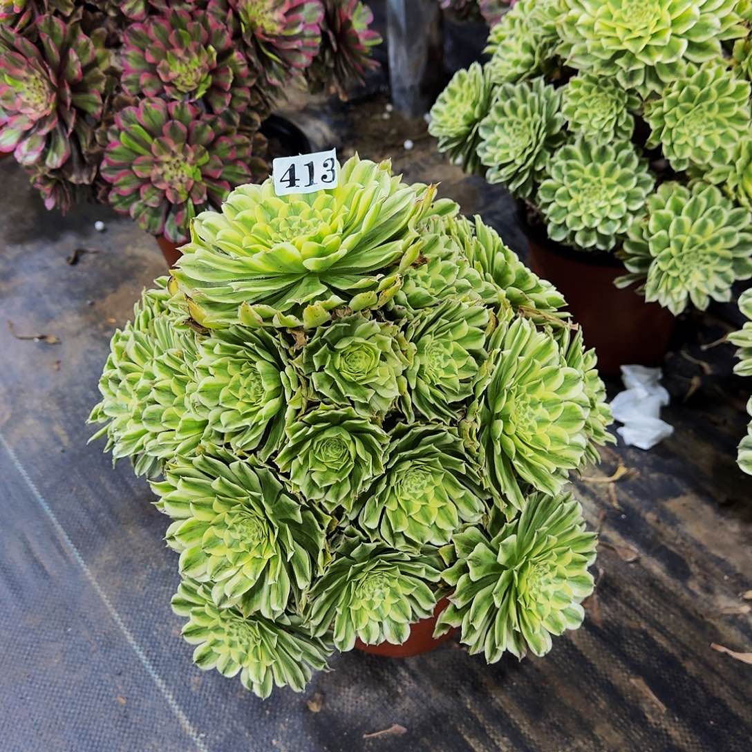 413碧浪多肉植物