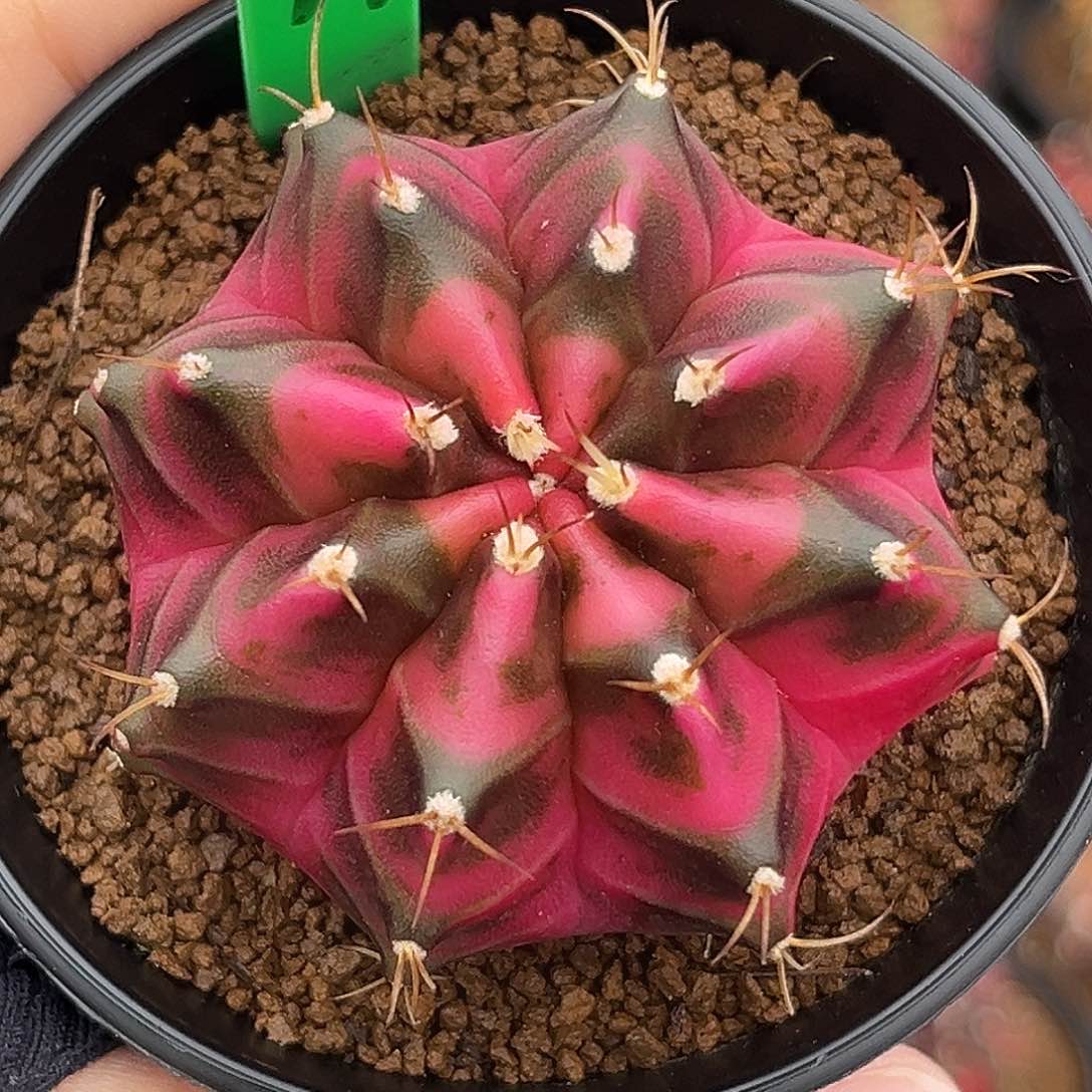 泰系实生豪臀米哈锦H74