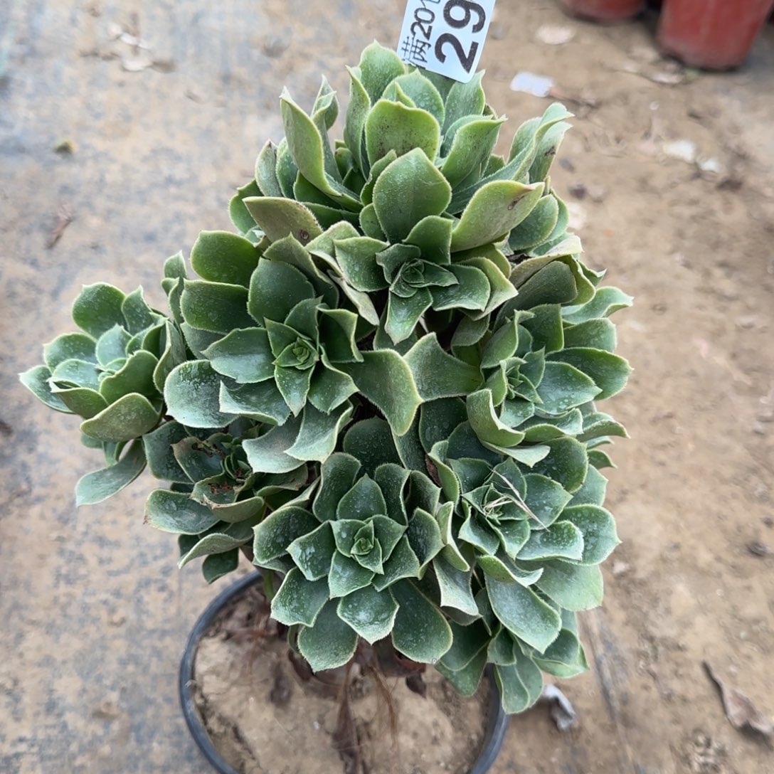 香腹295满20包邮断枝不包