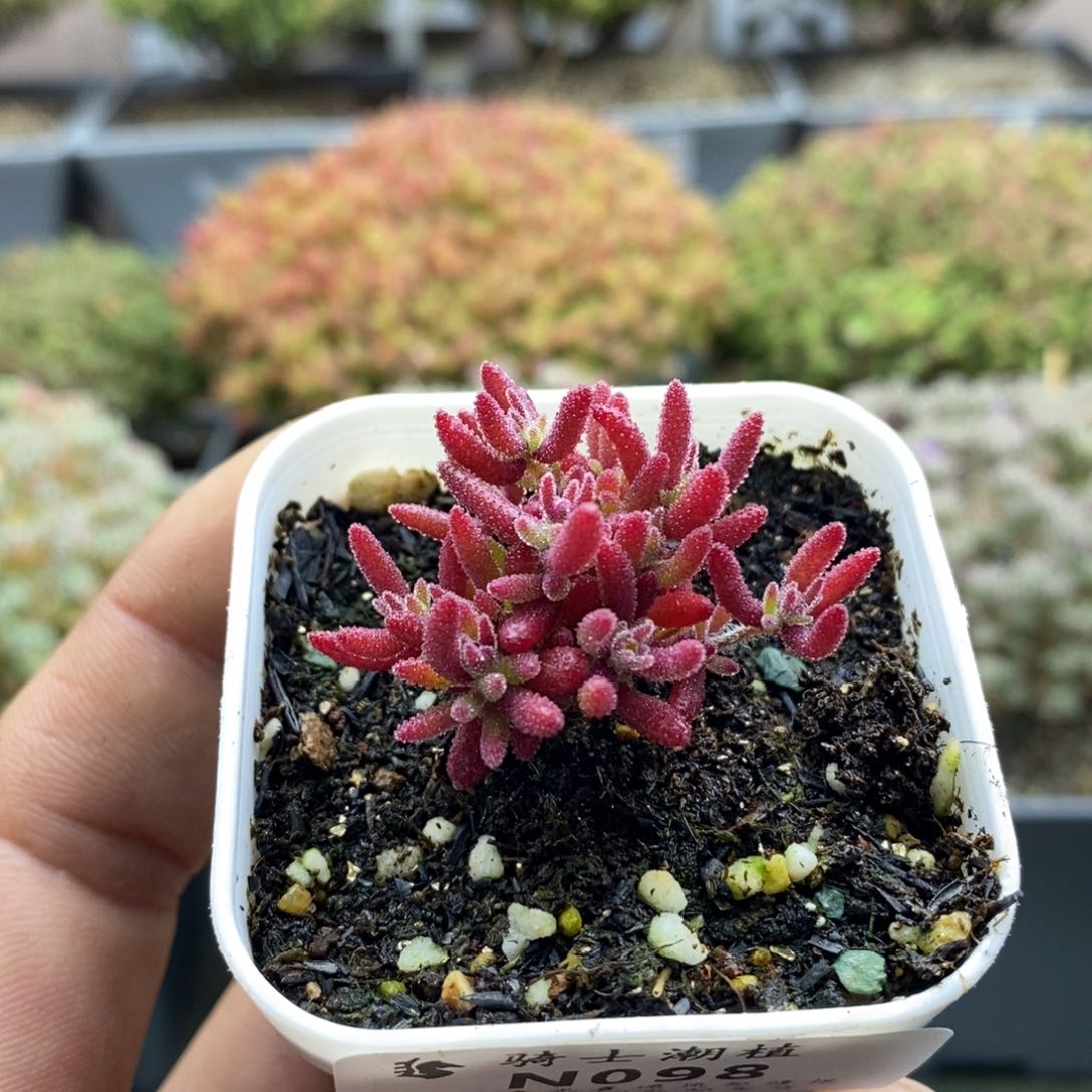 098红麒麟枝干番杏
