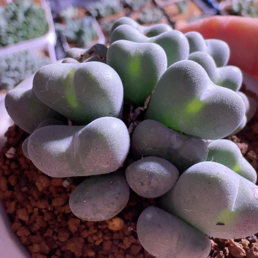 脱土发货.............