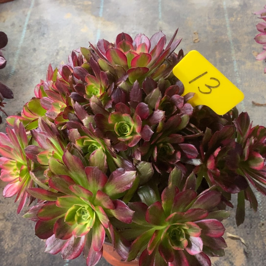 13安娜一物一拍亲青