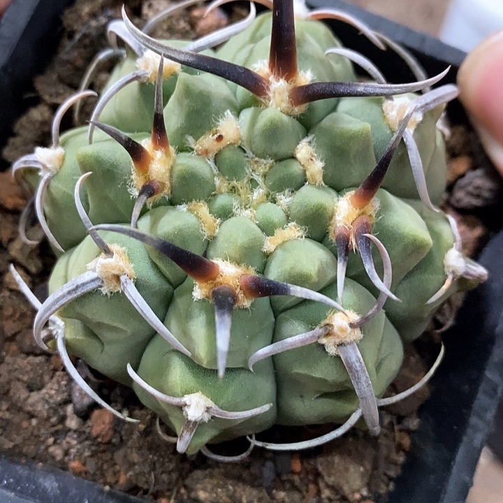 孤品实生顶级粗刺曲刺型三枪玉6.5cm