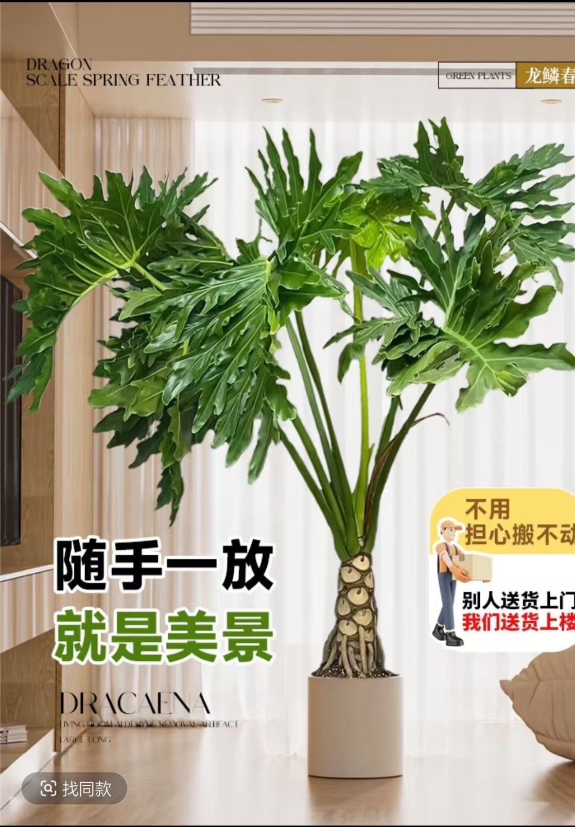 龙鳞春雨室内客厅办公室盆栽四季常青好易活