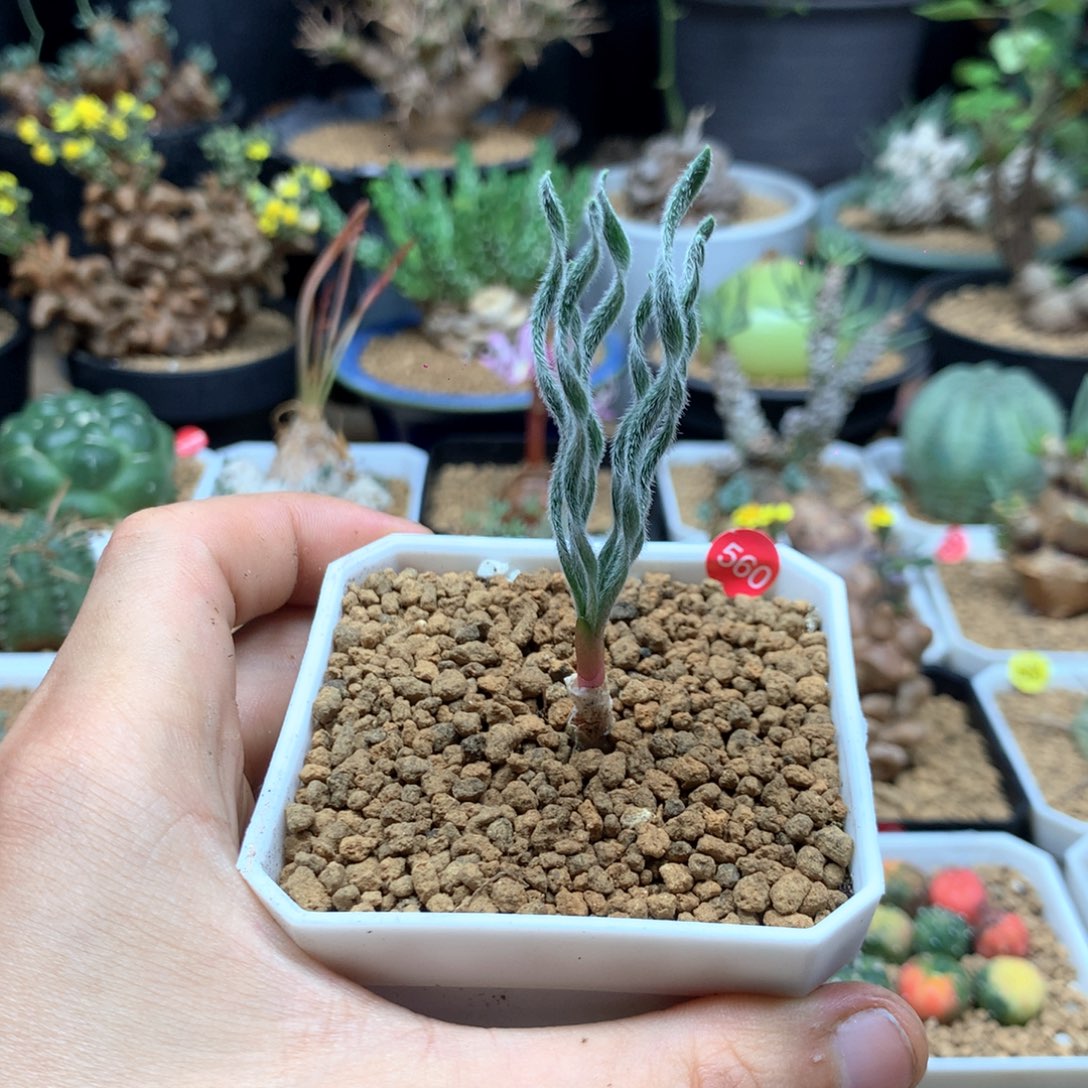 养定gl弹簧草多肉带盆