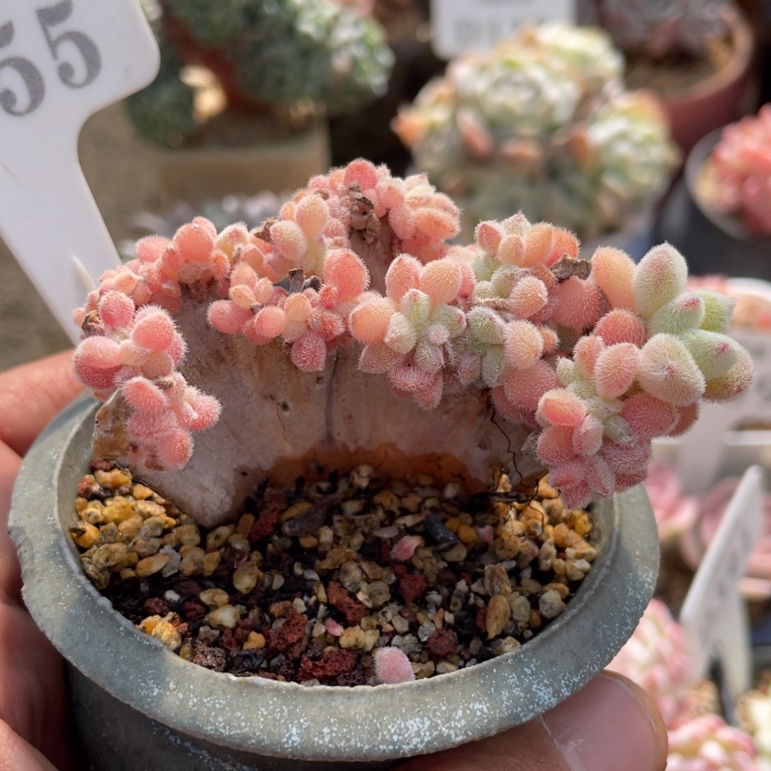 0255雪晃星缀不带盆8厘米