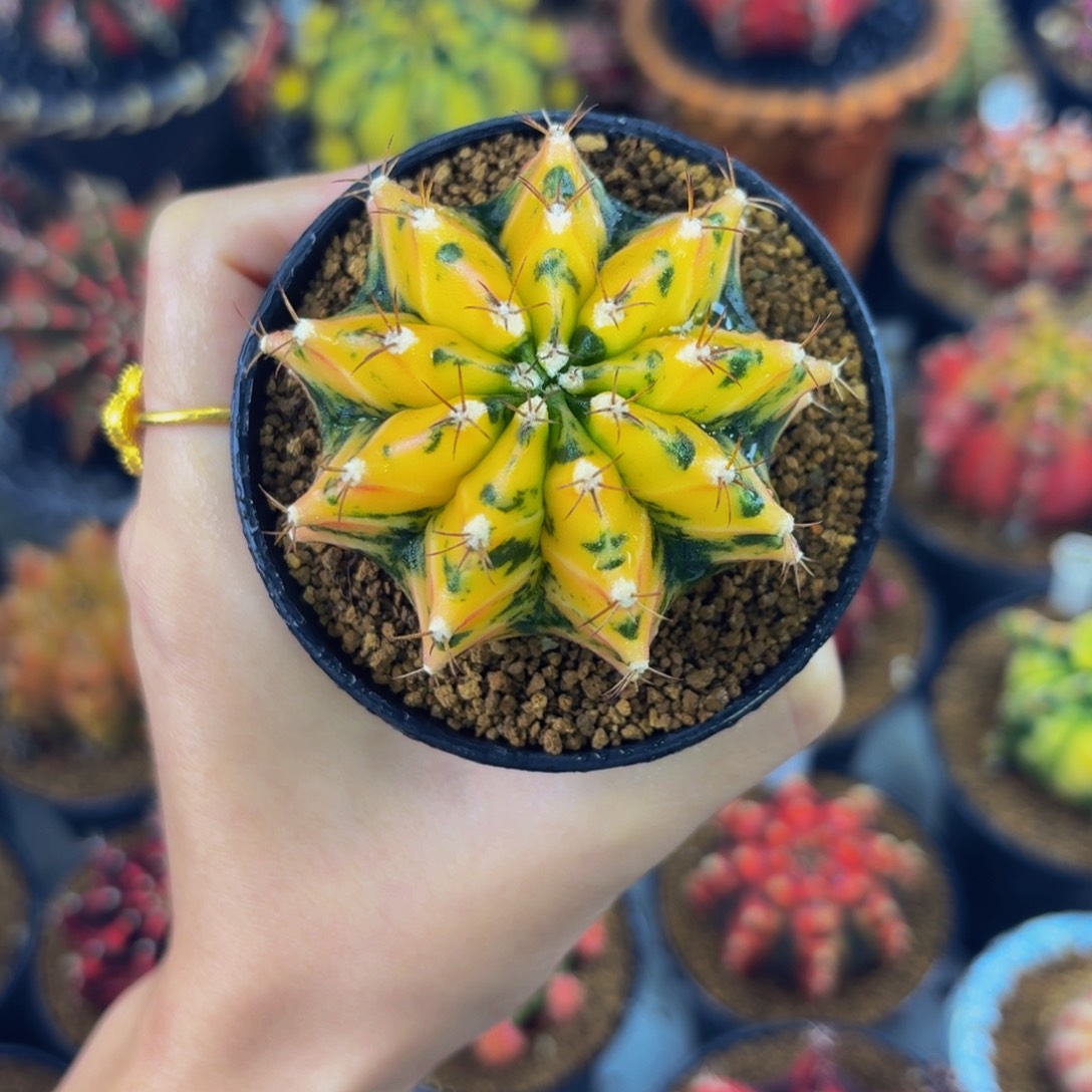 黄老虎00000000000006