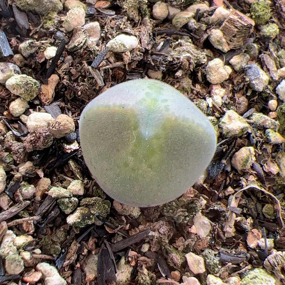 【闪购商品】51 空蝉